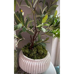 Adeline-Molloy-Design---Cream-planter-,olive-tree,-moss-Kit