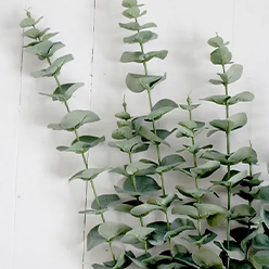 Adeline-Molloy-Design---Eucalyptus-stem-long-BB