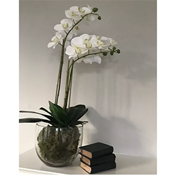 Adeline-Molloy-Design---White-Orchid-in-Glass-Bowl