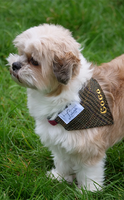 Montgomery-Lifestyle---MAGEE-GREEN-TWEED-DOG-BANDANA