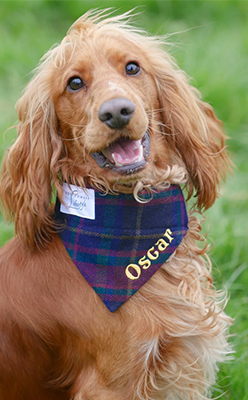 Montgomery-Lifestyle---NAVY-BLUE-MAGEE-TWEED-DOG-BANDANA