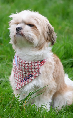 Montgomery-Lifestyle---PINK-TWEED-DOG-BANDANA